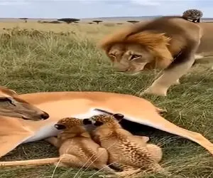 مستند حیات وحش؛ شیر نه تنها آهو رو نمیخوره لیسشم میزنه
