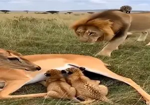مستند حیات وحش؛ شیر نه تنها آهو رو نمیخوره لیسشم میزنه