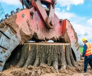 ابزارآلات غول پیکر؛ بیل مکانیکی غول برا کندن ریشه چنگکشو انداخت دور درخت