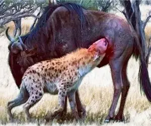 مستند حیات وحش؛ کفتار کم فهم شکم کل یالدار سوراخید از بچش شروع کنه به بلعیدن