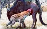 مستند حیات وحش؛ کفتار کم فهم شکم کل یالدار سوراخید از بچش شروع کنه به بلعیدن مستند حیات وحش؛ کفتار کم فهم شکم کل یالدار سوراخید از بچش شروع کنه به بلعیدن
