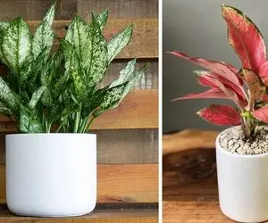 نحوه نگهداری و رشد گیاه آپارتمانی آگلونما / معرفی این گل خوشگل واسه دیزاین پذیرایی