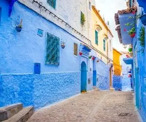 بازی فکری؛ فقط 2 درصد ادما با بینایی کامل سالم میتونن گربه رو تو تصویر پیدا کنن