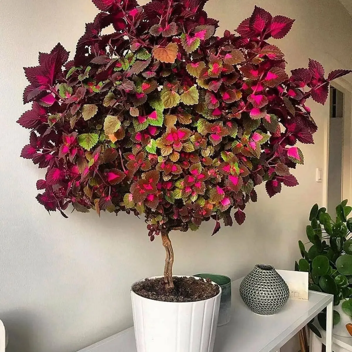 دکور خونه با گل و گیاه