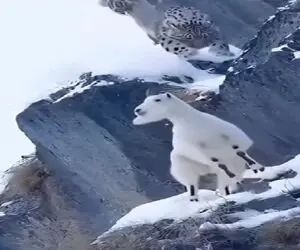 مستند کاوش؛ بز با کمک جاذبه دست شیر کوهستانی رو میذاره تو پوست گردو
