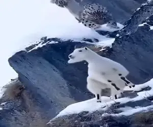 مستند کاوش؛ بز با کمک جاذبه دست شیر کوهستانی رو میذاره تو پوست گردو