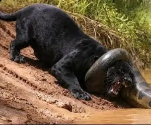 مستند حیات وحش؛ پیتون تنومند پلنگ سیاه رو میکشونه تو آب تا دو منظوره خفه کنه