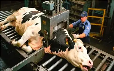 فرآوری گاو؛ گاو در مسالمت آمیز ترین حالت ذبح میکنن طعم گوشتش تحت تاثیر نباشه