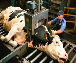 فرآوری گاو؛ گاو در مسالمت آمیز ترین حالت ذبح میکنن طعم گوشتش تحت تاثیر نباشه