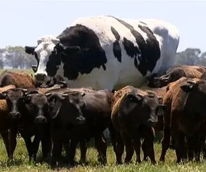 گاوهای باورنکردنی؛ بعد دوشیدن 1000کیلو شیر از گاو 100 کیلویی به چهارمیخ کشیدنش