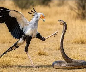 مستند حیات وحش؛ مار ندانست پرنده منشی کونگ فو کاره دمار از روزگارش درآمد