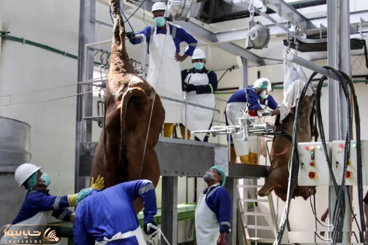 فرآوری گاو / از چراگاه تا کشتارگاه؛ بدل شدن گاو به استیک مرغوب با دستگاه مدرن سلاخی