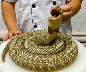 فراوری مار؛ مار به کلفتی پولیکا رو شکمش رو خالی کردن کلی خوشمزه جات ریختن توش خوردن