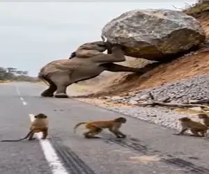 شاهکار حیات وحش؛ میمون ها فیل رو به سخره گرفتند جوابش دردناک بود 