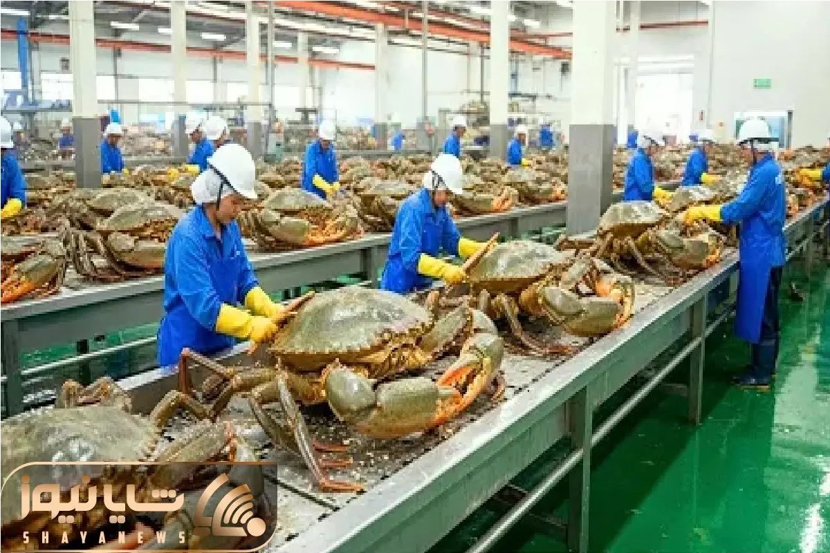 فرآوری خرچنگ؛ خرچنگ با تکنولوژی نوین پروار، خرد و کریسپی میکنن شکمشون گنده شه