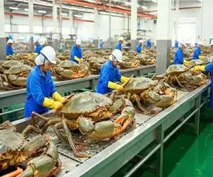 فرآوری خرچنگ؛ خرچنگ با تکنولوژی نوین پروار، خرد و کریسپی میکنن شکمشون گنده شه