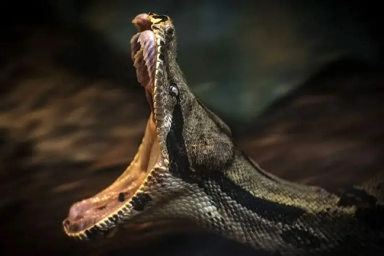 آن روی طبیعت وحشی؛ حمله مار پیتون عظیم الجثه به انسان در حین اجرای زنده در سیرک