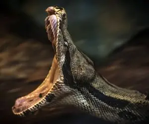 آن روی طبیعت وحشی؛ حمله مار پیتون عظیم الجثه به انسان در حین اجرای زنده در سیرک