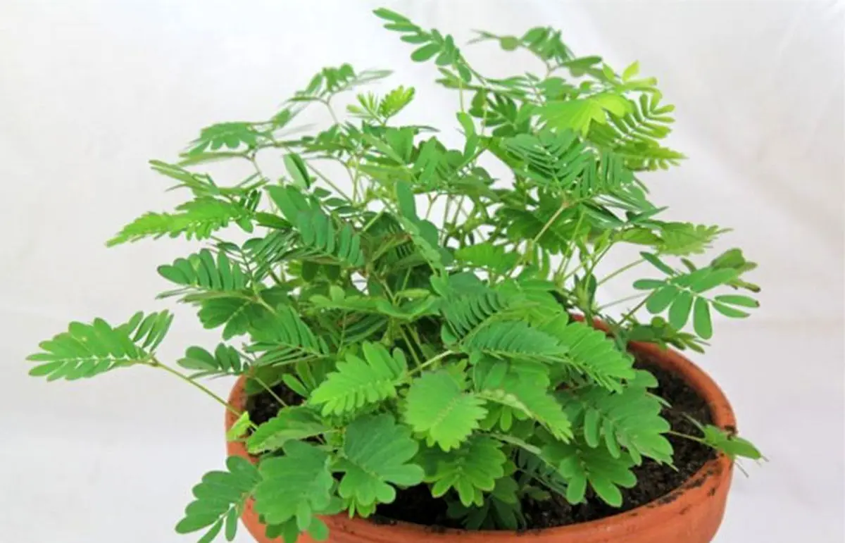 تکثیر-و-نگهداری-گل-قهر-و-آشتی