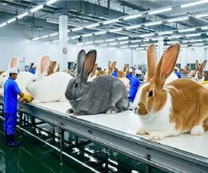 فرآوری خرگوش؛ مثل موز پوست خرگوش میکنن باهاش باربیکیو راه میندازن بوش مستت کنه