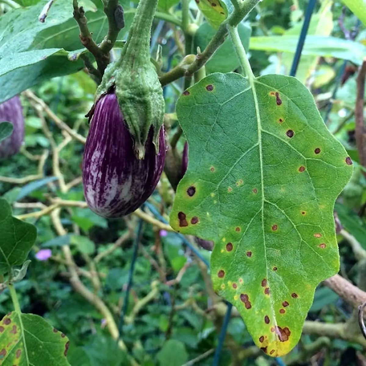 Care-for-Brinjal-Plant