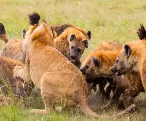 شاهکار حیات وحش؛ کفتارهای ددمنش پس از محاصره شیر مجروح بلعیدندش