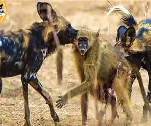 مستند حیات وحش؛ بابون مفلوک تو کشمکش کفتارا نصف شد