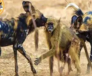 مستند حیات وحش؛ بابون مفلوک تو کشمکش کفتارا نصف شد