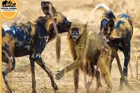 مستند حیات وحش؛ بابون مفلوک تو کشمکش کفتارا نصف شد