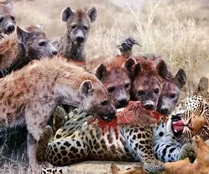 شاهکار حیات وحش؛ کفتارهای ازازیل پلنگ مسلول زخمی و به نیش کشیدن فقط چشاش موند