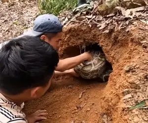 از جذابیت های حیات وحش؛ آقاهه و رفقای کله خرش پیتون غول از لونش بیرون کشیدن