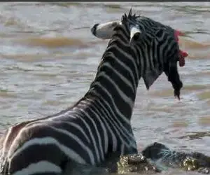 جذابیت حیات وحش / خر راه راه کله شق پا گذاشت قلمرو تمساح گرفتار دهن گشادش شد