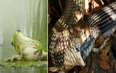 آن سوی طبیعت وحشی؛ نگاهی به خودخواری، این حیوانات بدن خودشان را می‌خورند! 