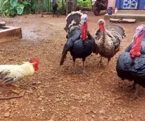 مستند حیات وحش؛ خروس لات باغشونه بوقلمونی که فکر میکرد شاخه نشوند سرجاش