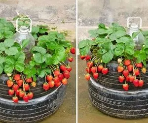 ایده های خلاقانه؛ جای باغچه تو لاستیک ماشین توت فرنگی کاشته حسابی پر بار و خوشگل شده