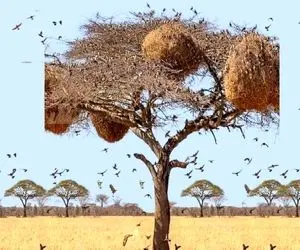 بازی فکری؛ تنها۱٪ با دید ماتریسی میتونن جغد تو چشم‌انداز ساوانا با تجسم نوری پیدا کنن