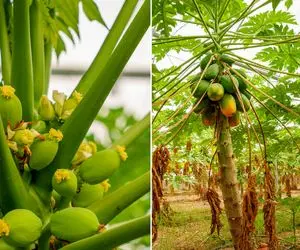 (تصاویر) پاپایا این میوه لاکچری و گران در دزفول ایران تولید می‌شود