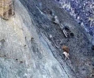 مستند حیات وحش؛ پلنگ رو شیب و سینه کش کوه دستش به بز رسید اما جرئت نکرد چنگ بزنه