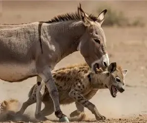 شاهکار حیات وحش / درگیری خر با حیوانات گاه برای بقا گاه برای کمیک