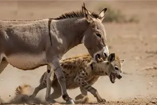 شاهکار حیات وحش / درگیری خر با حیوانات گاه برای بقا گاه برای کمیک