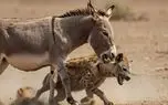 شاهکار حیات وحش / درگیری خر با حیوانات گاه برای بقا گاه برای کمیک