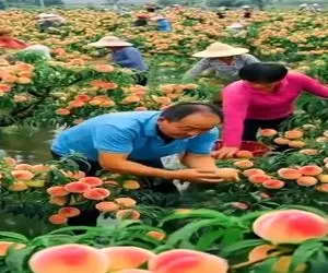 کشاورزی نوین؛ دونه های هلو رو اتفاقی تو دریاچه پرت کردن درخت شدن ۵۰ تن میوه دادن