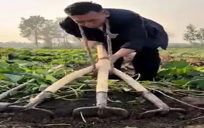 کشاورزی پرمخاطره؛ مرد بالا خونه رو داده اجاره عین گاو آهن طناب انداخت گردنش شخم بزنه