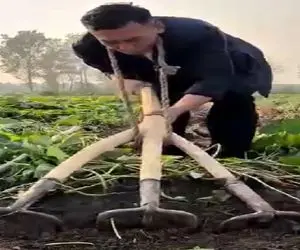 کشاورزی پرمخاطره؛ مرد بالا خونه رو داده اجاره عین گاو آهن طناب انداخت گردنش شخم بزنه