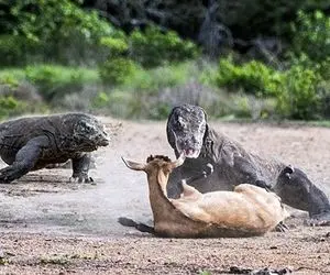 از جذابیت های حیات وحش؛ اژدهای کومودو گوزن رو کشون کشون بردن به قتلگاه کارش رو ساختن