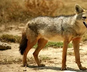 مستند حیات وحش؛ شغال و لک لک مرده خوار