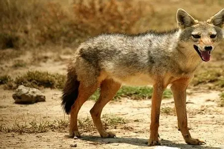 مستند حیات وحش؛ شغال و لک لک مرده خوار