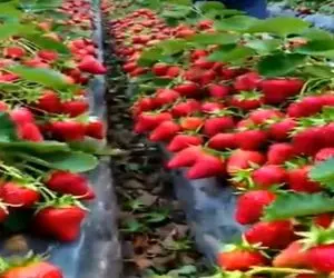 کشاورزی نوین؛ مزرعه توت فرنگی زدن معلوم نیس چیکار کردن رو هر بوته ۲۰۰تا گنده دراومده