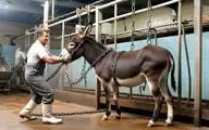 فرآوری الاغ؛ الاغ چموش رو با زنجیر برد سلاخخونه از پوست شیر و گوشتش بهره ببره
