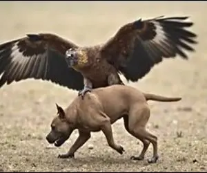 بدایع حیات وحش / این عقاب حریف را اشتباه گرفت و پایش در بند رفت